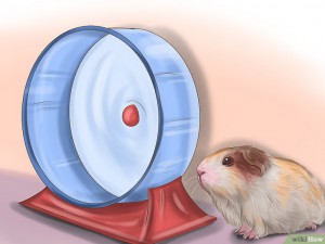 v4-728px-make-sure-your-guinea-pig-is-happy-step-9.jpg
