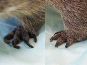 zdroj:https://zatecky.denik.cz/zpravy_region/veterinarni_poradna