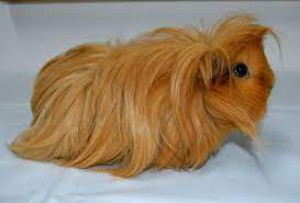 zdroj:http://www.toulcuvdvur.cz.uvirt44.active24.cz/173-seznam-z